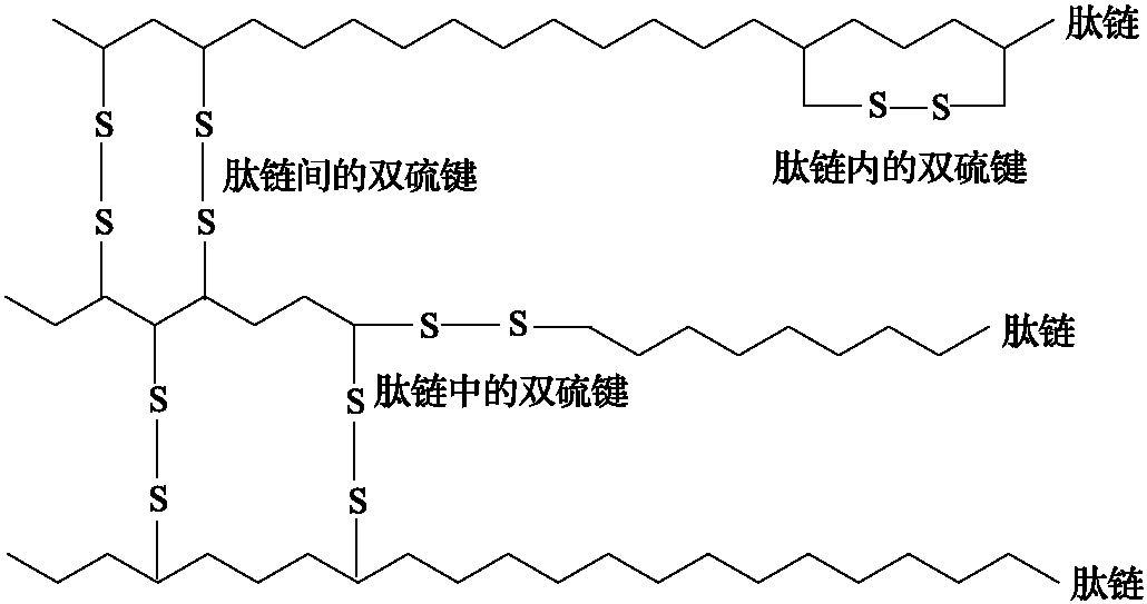 1.3.3 角蛋白及毛的形成